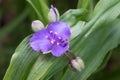 Dayflower Tradescantia andersoniana Concord Grape, purple flower and buds